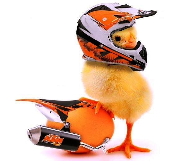 KTM Chick